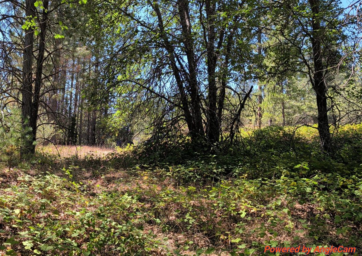 Open pine and oak flat on the First Pick Placer claim.