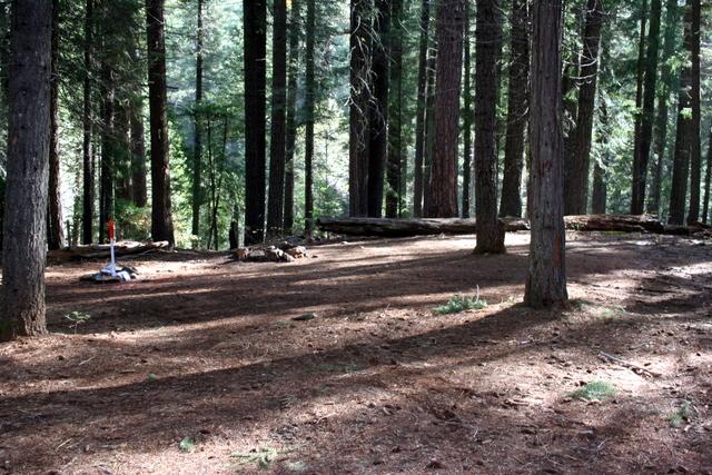 Forest clearing with the claim’s location marker standing among mixed conifer